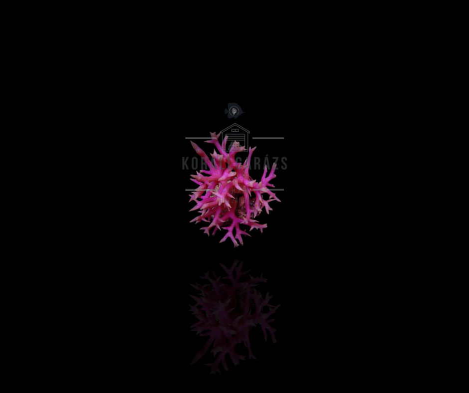 Seriatopora Hystrix (Pink)